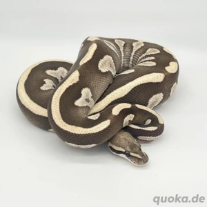 1.0 Leopard Mojave Desert Ghost Königspython