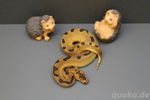 Blade Enchi Clown ph Axanthic TSK Königspython, Python Regius 