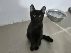 Kätzin Kali möchte sich in Dein Herz schnurren