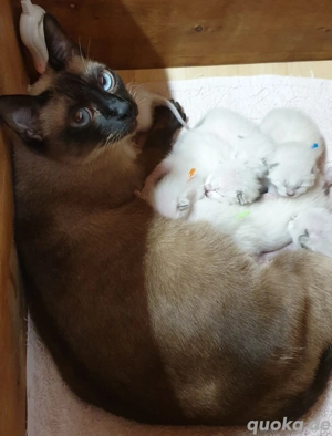 Kitten Thai-Siam reinrassig 