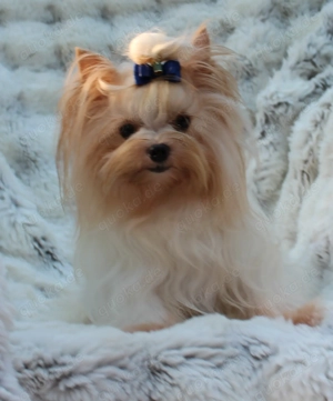 Bildschöne Golddust Yorkshire Terrier