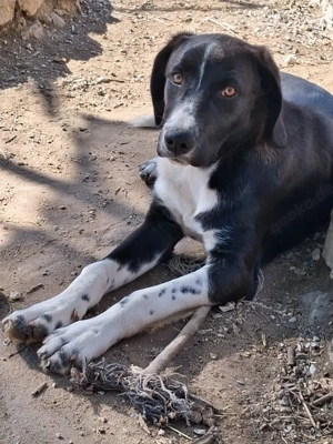 Zuhause oder Pflegestelle gesucht für Luca