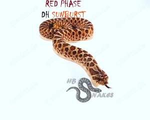 Heterodon nasicus (Westliche Hakennasennatter) DNZ 2025 aus Hobbyzucht