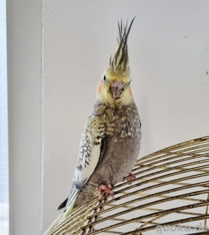 mehrere Handzahme Nymphensittiche abzugeben 