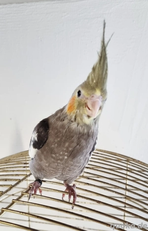 mehrere Handzahme Nymphensittiche abzugeben 