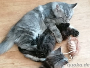 Maine coon kitten 