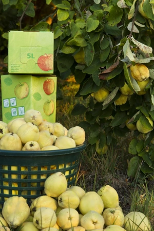 5l Quittensaft im "Bag-in-Box" - 5l Saft - Ernte 2025