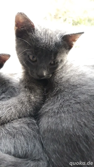Russisch Blaue BKH Mix Kitten