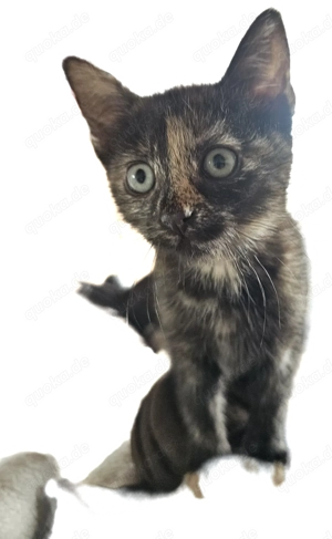 2 süße Katzen  abzugeben 