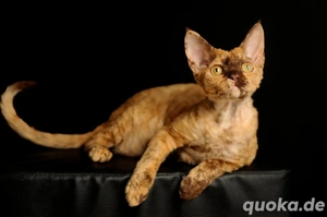 Davon Rex Katze Mädchen mit STAMMBAUM kastriert 
