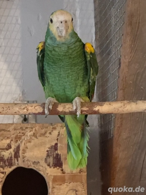 Gelbschulteramazone Bild 3