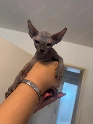 Kanadische Sphynx Katzen