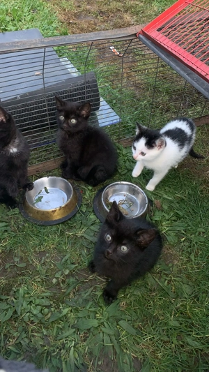 4 Babykatze abzugeben 