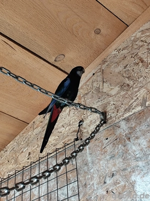 2 Paare zuchtreife Rosellasittiche 