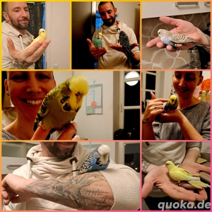 Wellensittiche alle Handzahm und kinderlieb 