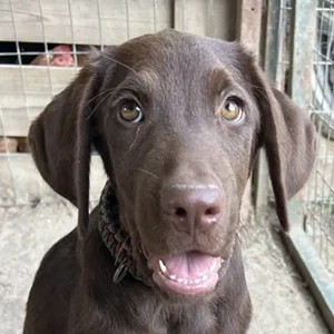 Torko, geb. ca. 05 2025, lebt in GRIECHENLAND, auf einer privaten Pflegestelle 