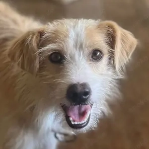 Peppi, geb. ca. 01 2025, lebt in GRIECHENLAND, auf einer privaten Pflegestelle 