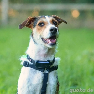 Brezel - ist herausfordernd