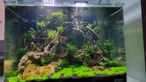 Professioneller Aquarium-Service   Pflege, Reinigung & Aufbau