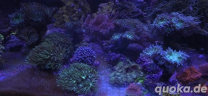korallenableger Korallen Meerwasser Sps,Lps, Acropora usw 