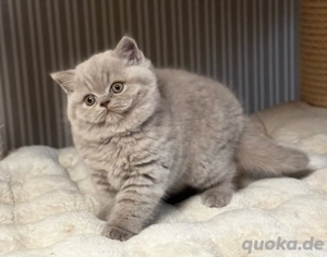 BKH Katze mit Stammbaum