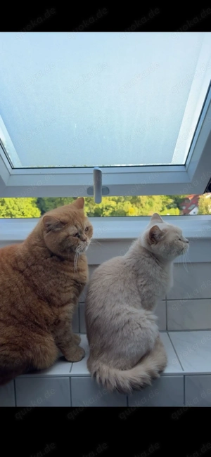 2 Wohnungskatzen suchen neues Zuhause