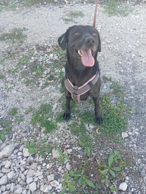 Darla (geb.. ca. 2023) lebt im Tierheim in Bosnien und sucht ein Zuhause,