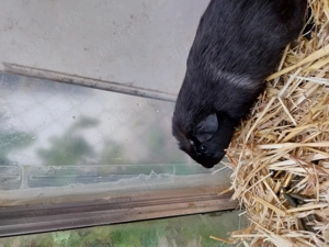 Meerschweinchen Böckchen
