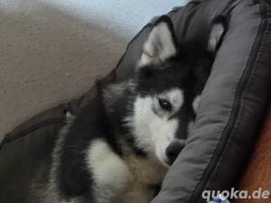 Hündin sucht ein neues Zuhause. 