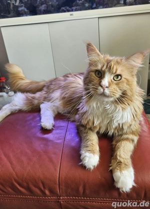 Maine Coon Deckkater (kein Stammbaum, kein Verkauf)