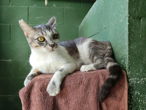 Dulce sucht ihr Zuhause