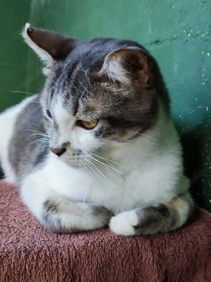 Dulce sucht ihr Zuhause