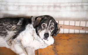 Senior Aris sucht Alterswohnsitz			