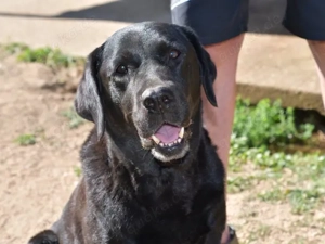 Margot sucht ihr Zuhause (noch auf Sardinien) Bild 5