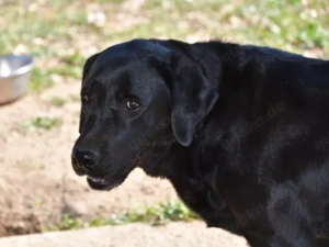 Margot sucht ihr Zuhause (noch auf Sardinien) Bild 4