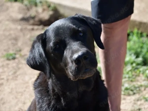 Margot sucht ihr Zuhause (noch auf Sardinien)