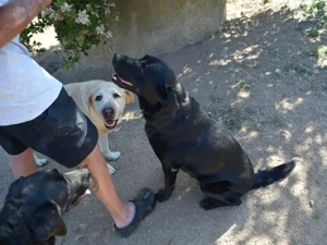 Margot sucht ihr Zuhause (noch auf Sardinien) Bild 3