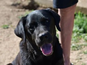 Margot sucht ihr Zuhause (noch auf Sardinien) Bild 2