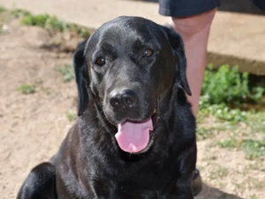 Margot sucht ihr Zuhause (noch auf Sardinien) Bild 6