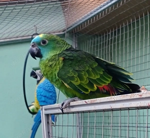 weibliche 4 Monate alte Blaustirnamazone zu verkaufen