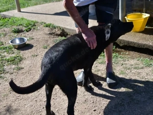 Margot sucht ihr Zuhause (noch auf Sardinien) Bild 8