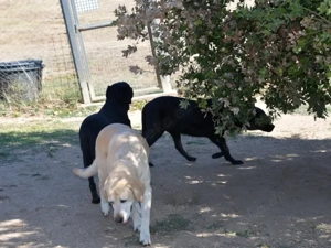 Margot sucht ihr Zuhause (noch auf Sardinien) Bild 9