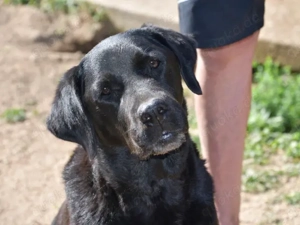 Margot sucht ihr Zuhause (noch auf Sardinien) Bild 7