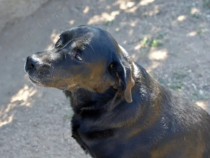 Zenon sucht sein Zuhause (noch auf Sardinien) Bild 8