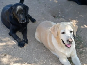 Zenon sucht sein Zuhause (noch auf Sardinien) Bild 3