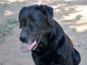 Zenon sucht sein Zuhause (noch auf Sardinien) Bild 2