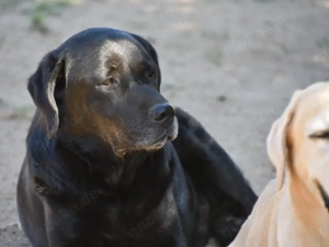 Zenon sucht sein Zuhause (noch auf Sardinien) Bild 5