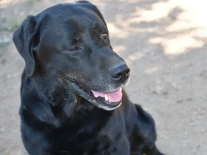 Zenon sucht sein Zuhause (noch auf Sardinien) Bild 6