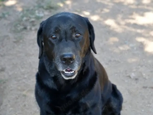 Zenon sucht sein Zuhause (noch auf Sardinien) Bild 7