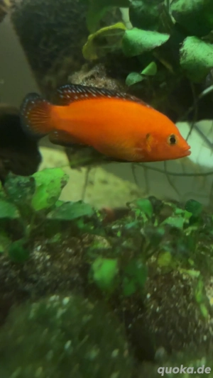 Hemichromis exsul, der Rote Turkana-Buntbarsch